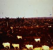 cattle grazing rainforest