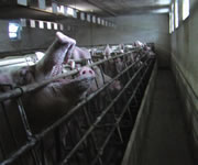 sows in metal stalls